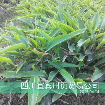 砂仁苗