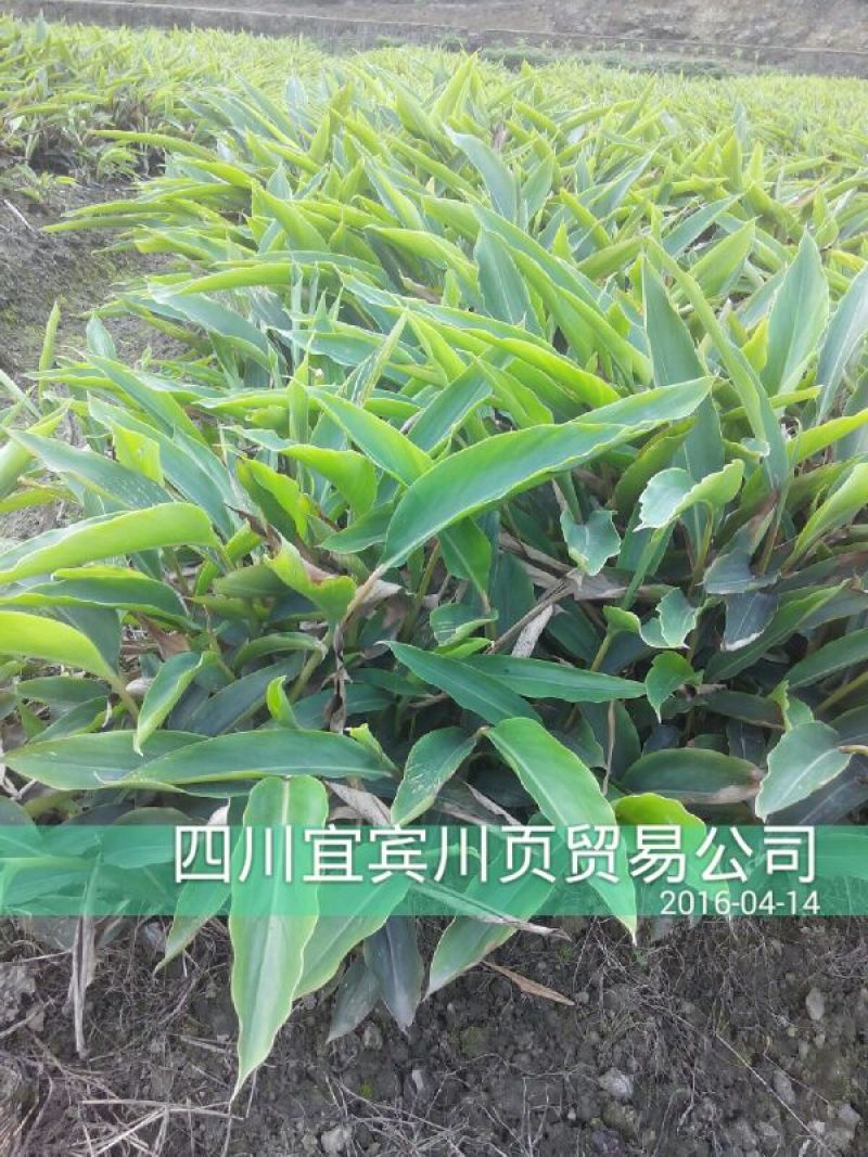 砂仁苗