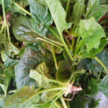 大叶菠菜10~15厘米