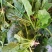 大叶菠菜10~15厘米