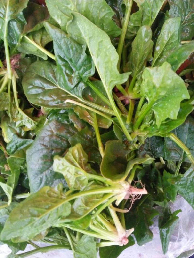 大叶菠菜10~15厘米