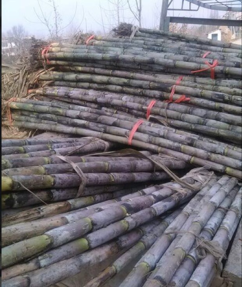 青皮白玉甘蔗