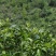 老树茶