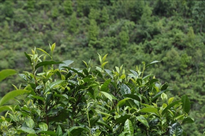 老树茶