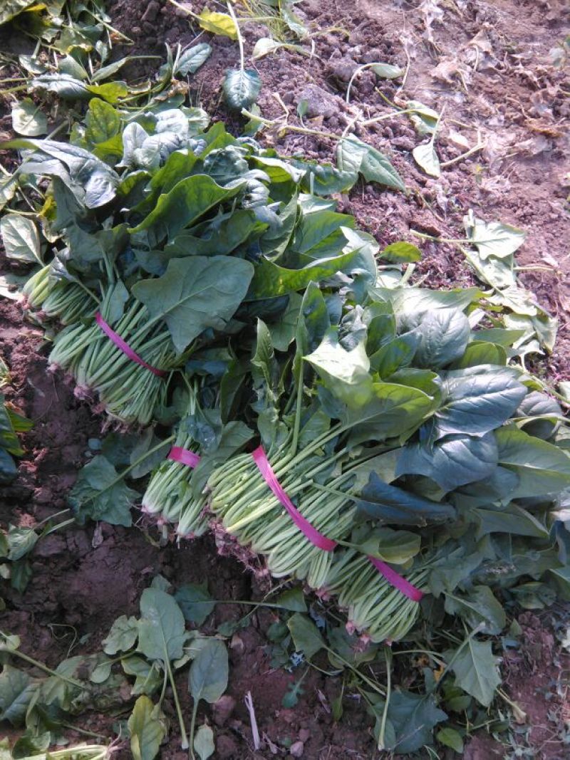 大叶菠菜25~30厘米