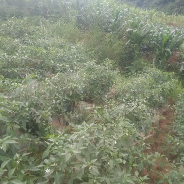 鲜辣椒10~15厘米青