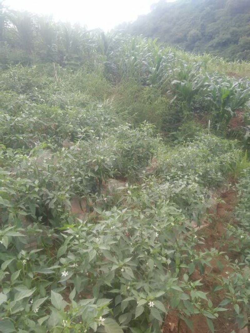 鲜辣椒10~15厘米青