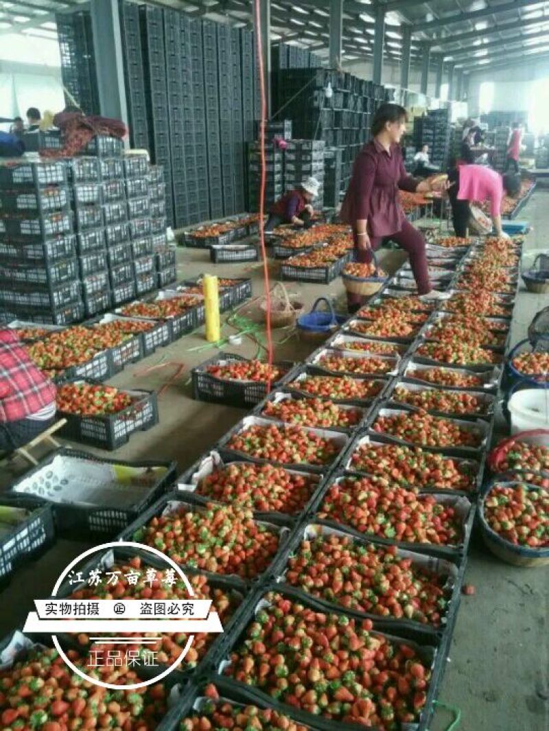 徐州草莓宁玉草莓，妙香草莓代收草莓电商美团供应