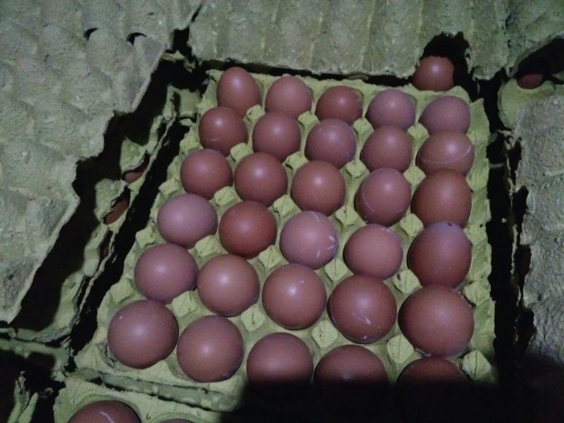 红蛋食用50~60g