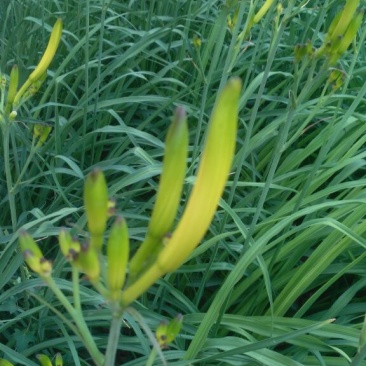 干黄花菜散装一级
