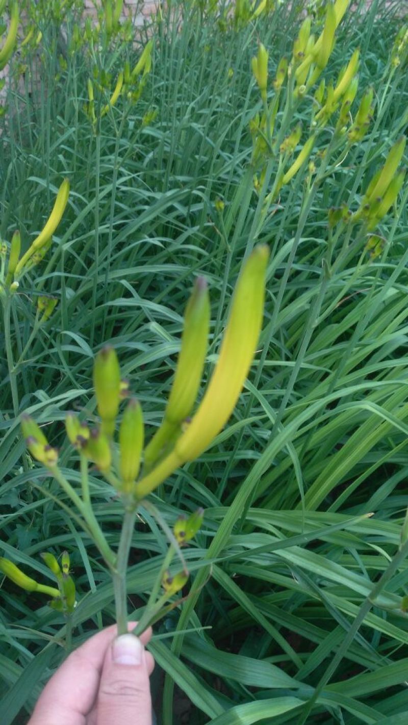 干黄花菜散装一级