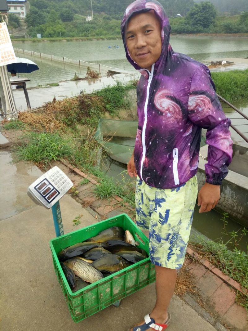散鳞镜鲤食用0.5~1公斤