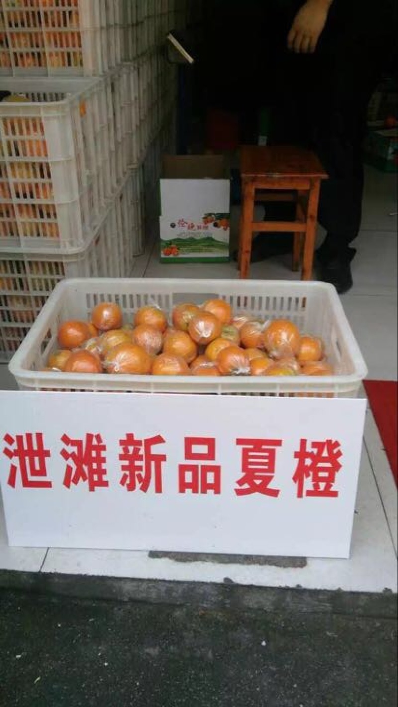 湖北优质夏橙大量供应，产地直发现摘现发