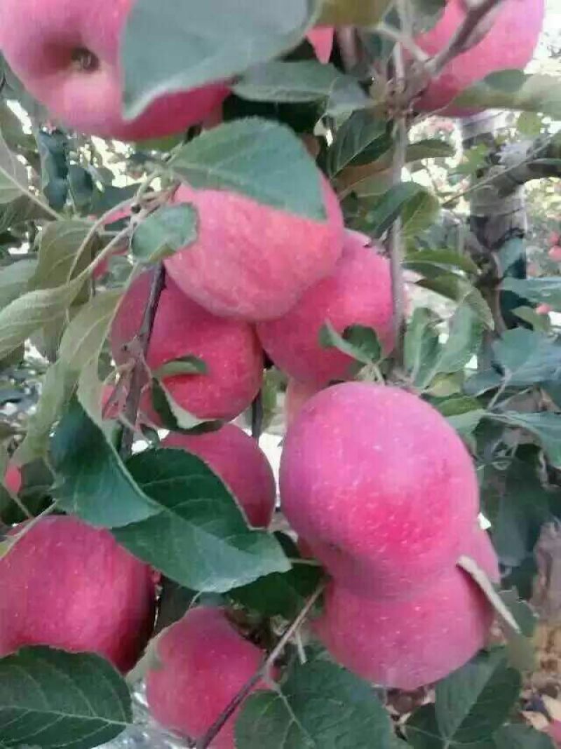 嘎啦苹果纸袋
