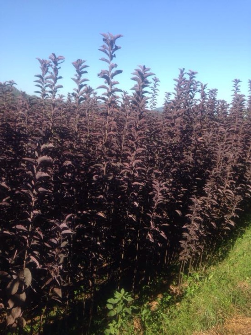 苹果树2cm以下4cm以下1.5~2米
