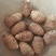 芋头大球85205厘米以上