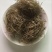 红薯粉皮