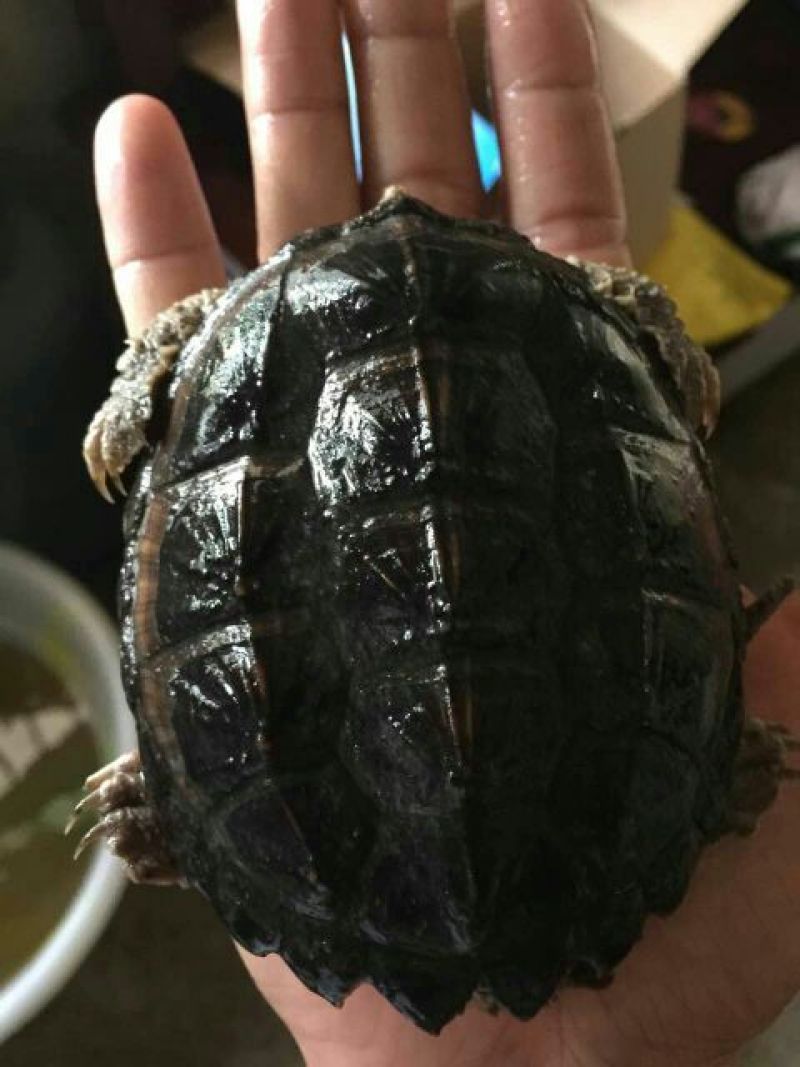 鳖