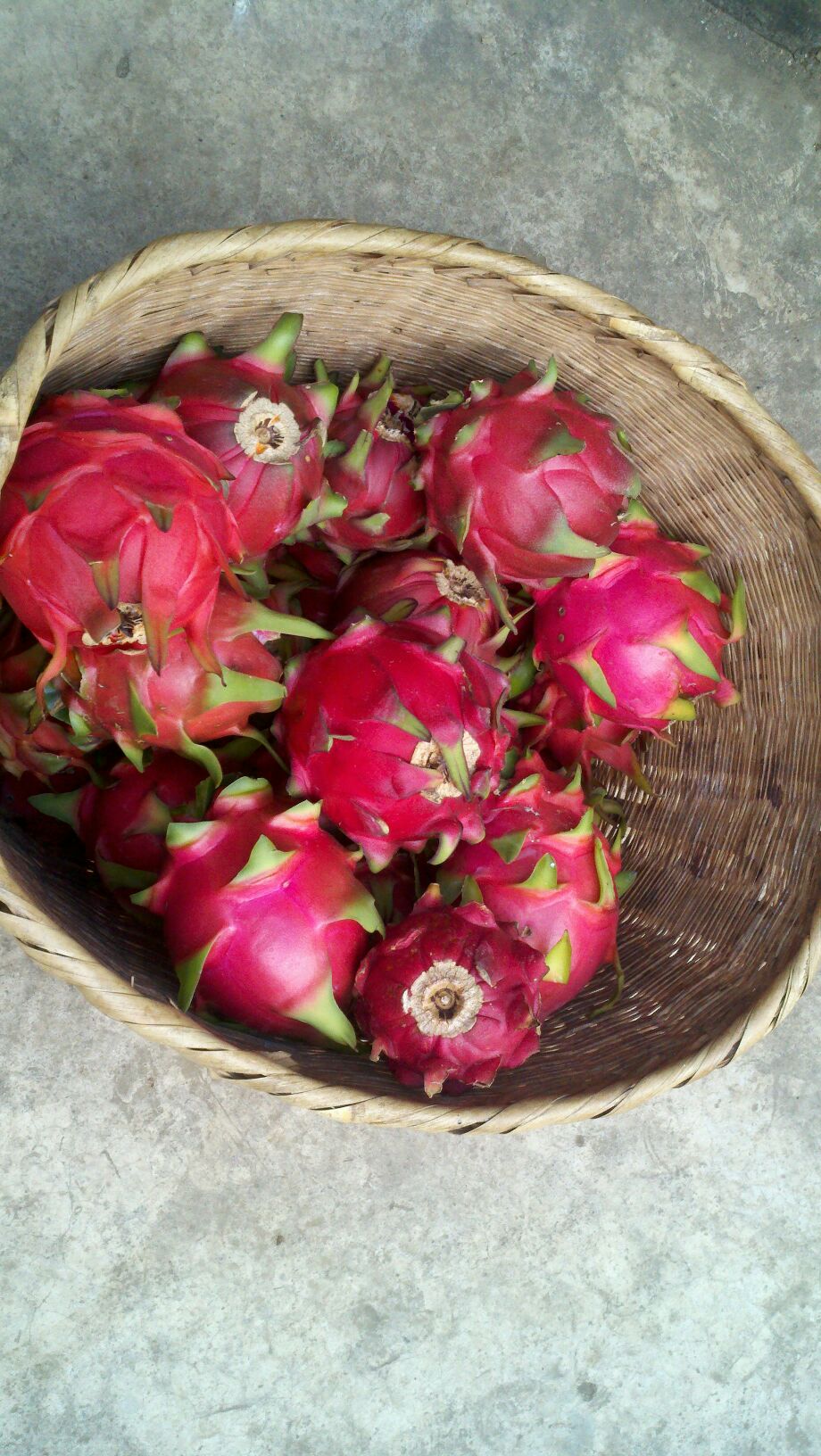 红心火龙果云南普洱景谷县_批发_供应-一亩田