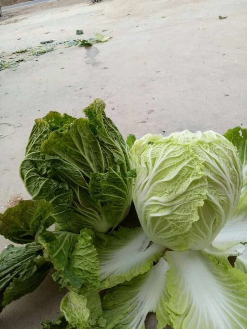 大白菜