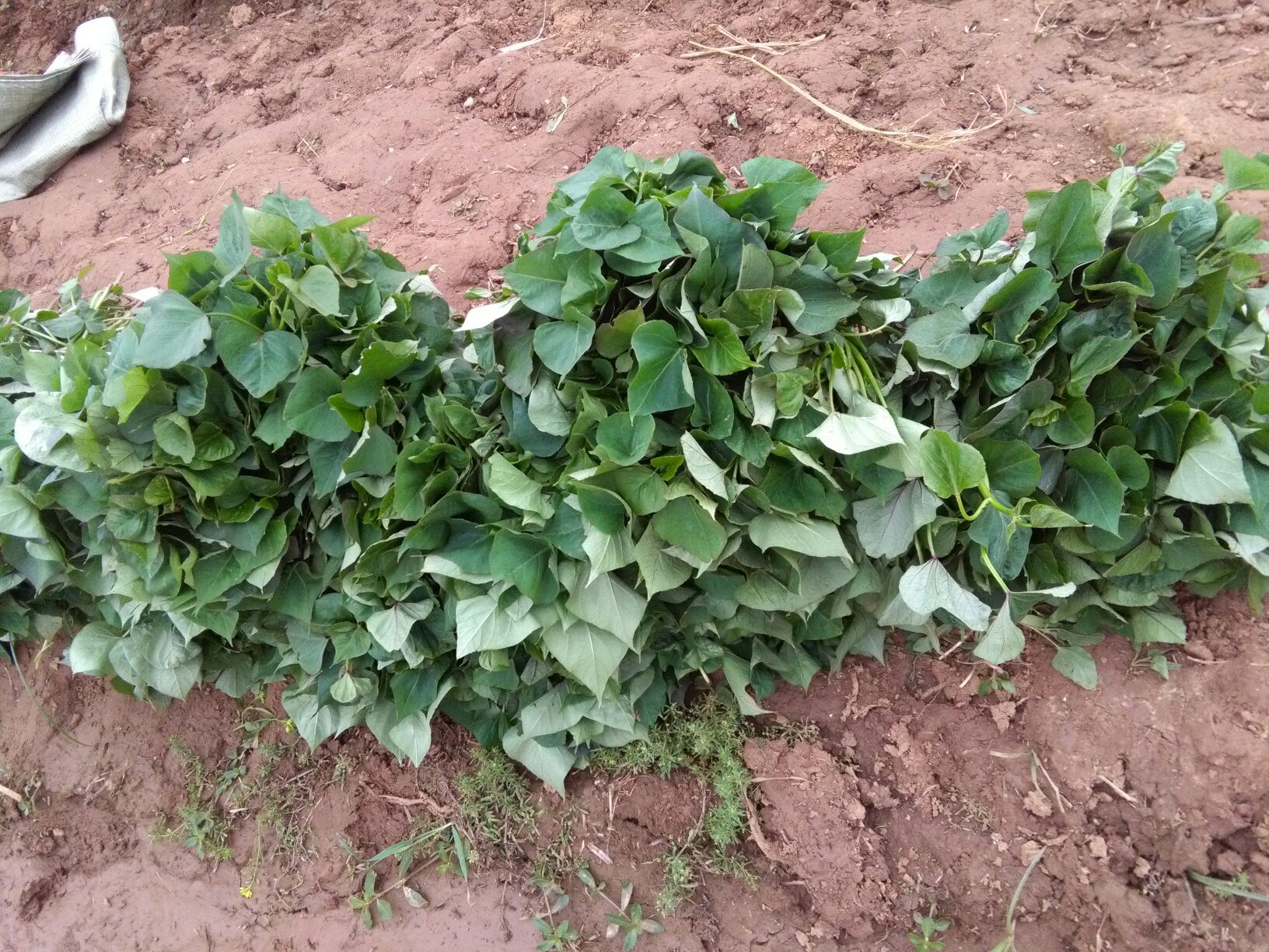 红薯苗河南信阳平桥区_批发_供应-一亩田农业