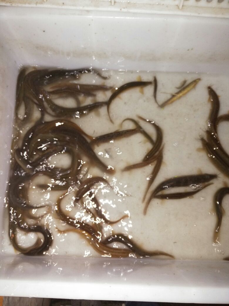 真泥鳅湖北武汉市武昌区_批发_供应-一亩田农