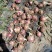 洋葱8厘米以上