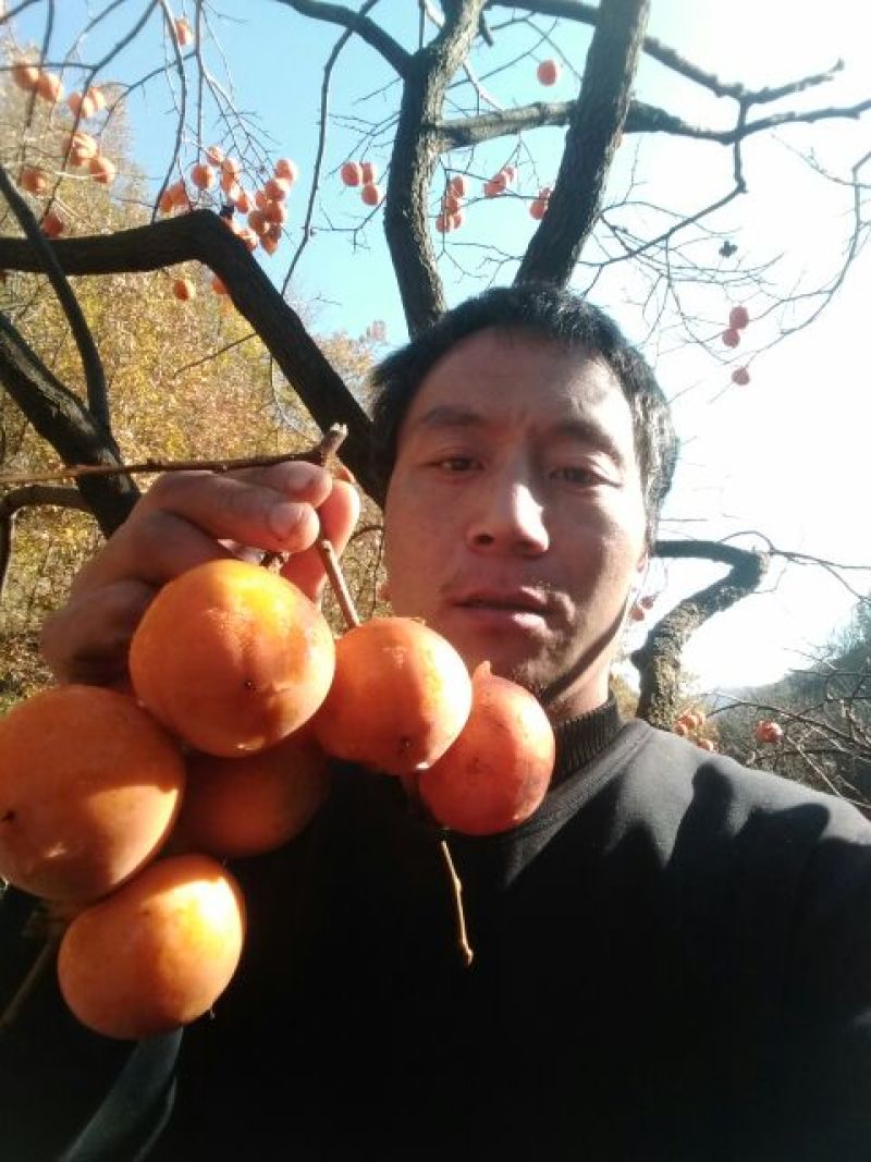 柿饼1两以下