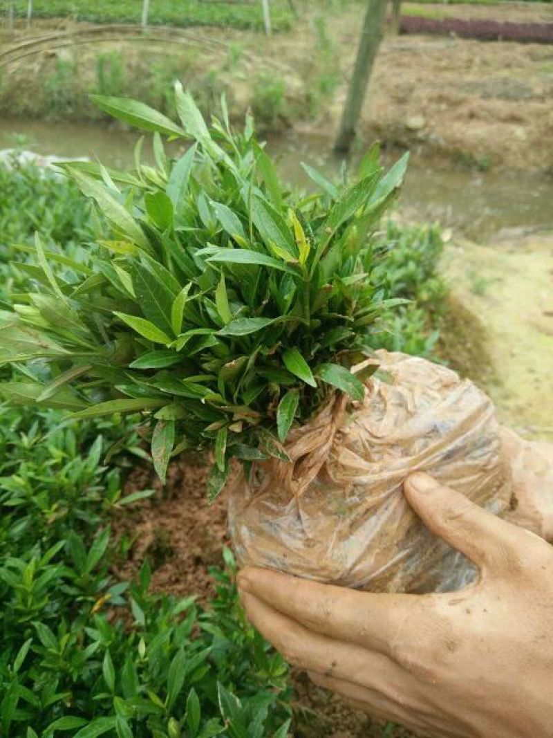 小叶栀子苗10~20cm20~30cm