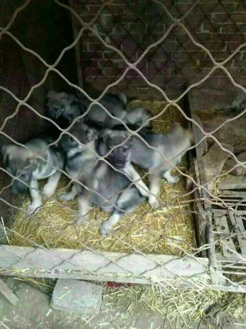 狼青犬公母任选狼青幼犬出售德牧幼犬任意挑选