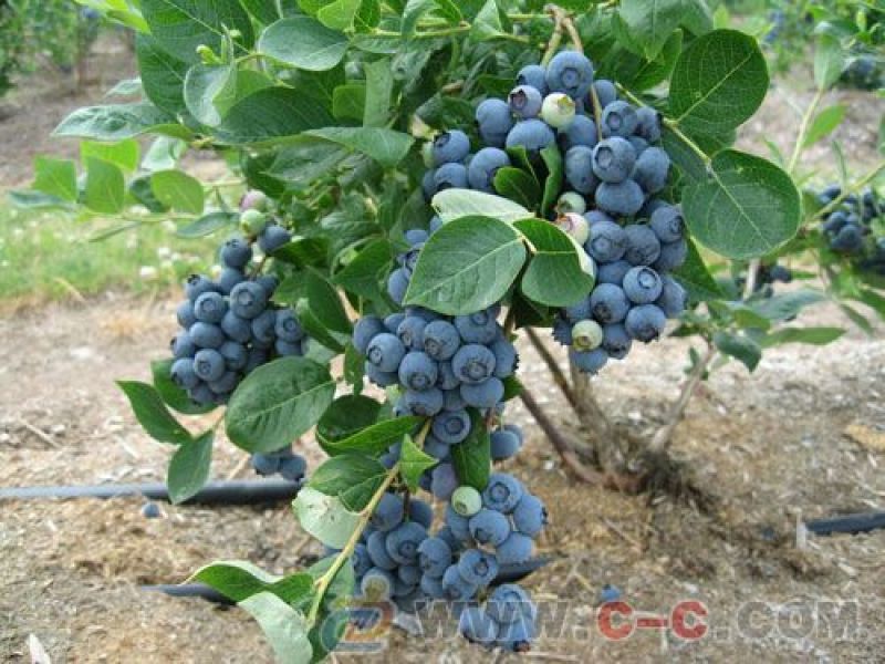 蓝莓10~12mm以上