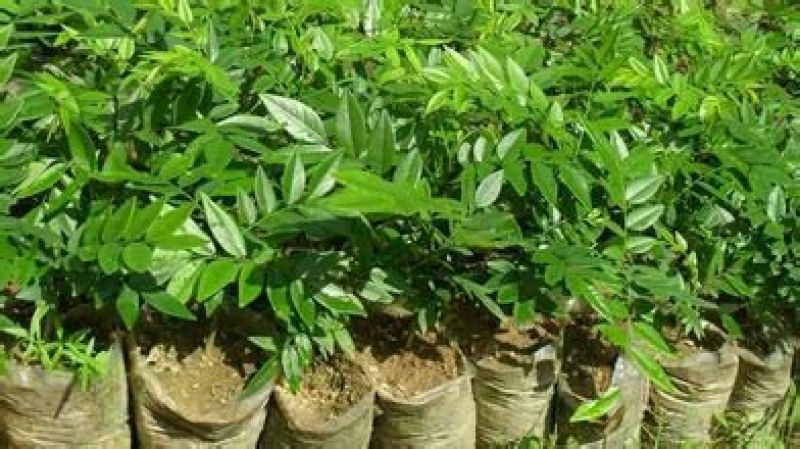 黄花梨树苗