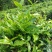 百年大树茶