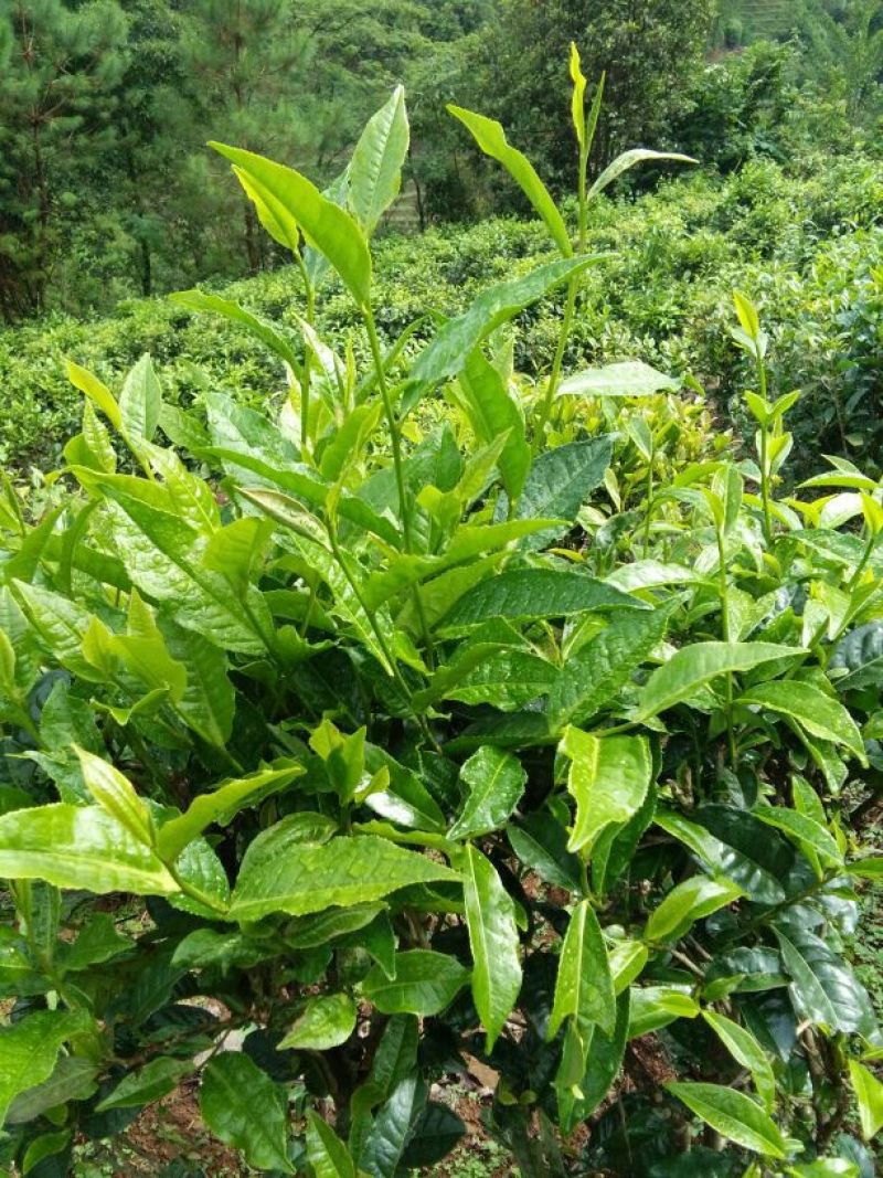 百年大树茶
