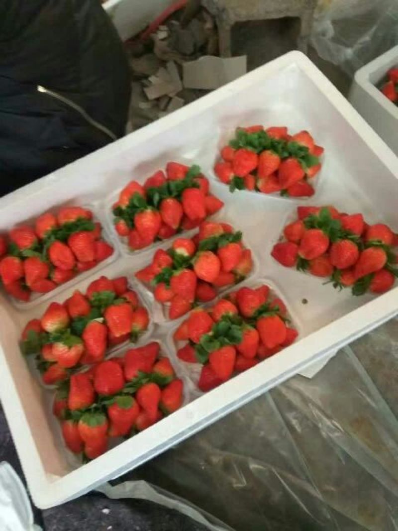 法兰蒂草莓20克以上