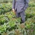 尖叶莴笋2斤以上40~50cm
