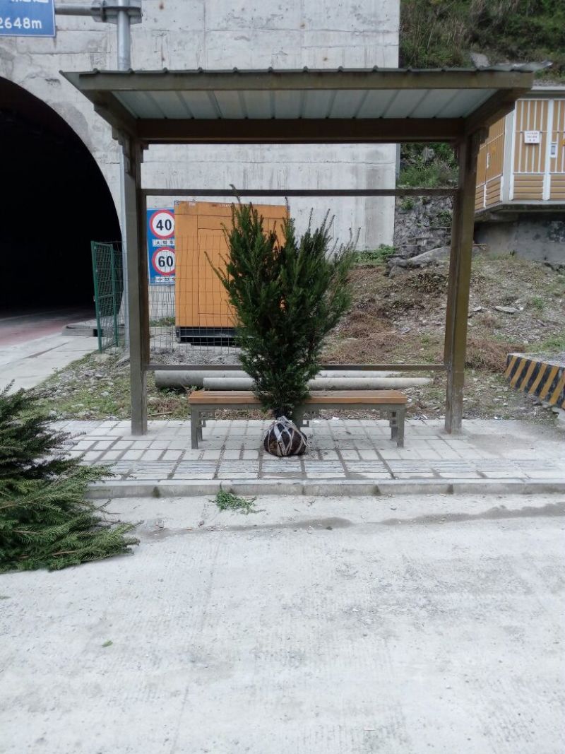 曼地亚红豆杉6~8cm