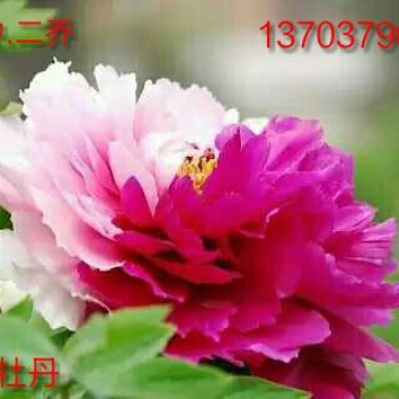 牡丹2cm以下4cm以下0.5米以下