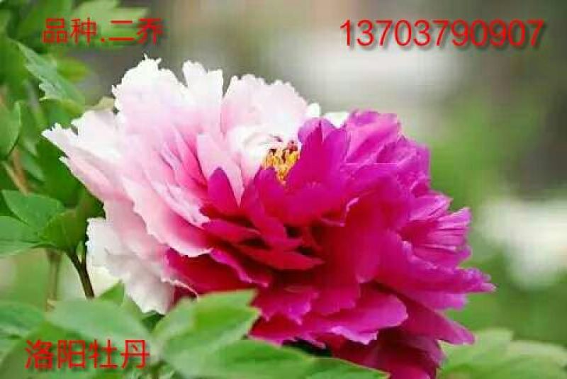 牡丹2cm以下4cm以下0.5米以下
