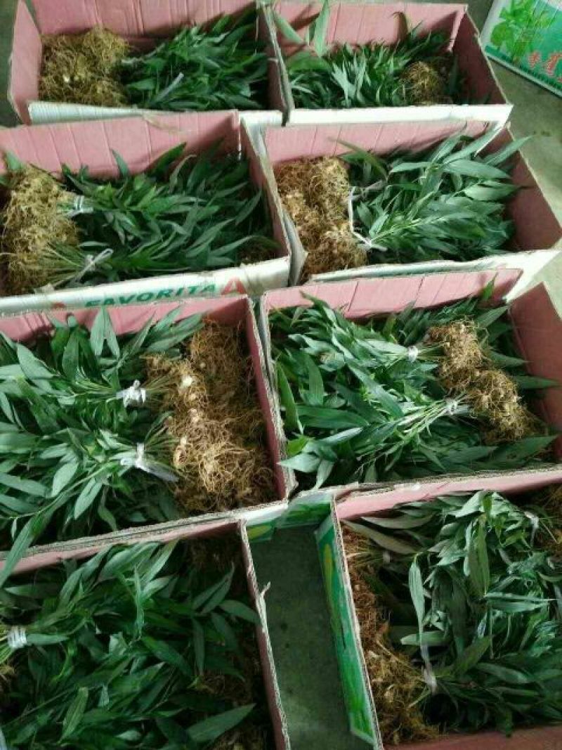适合北方地区生长得，救穷草。不倒苗黄精种苗，高产品种。