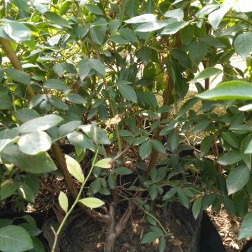 蓝莓苗1~2年30~50cm