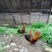 鸡散养土鸡6~7斤