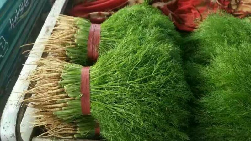 茴香苗大量有货，四季供应质量保证，包装齐全