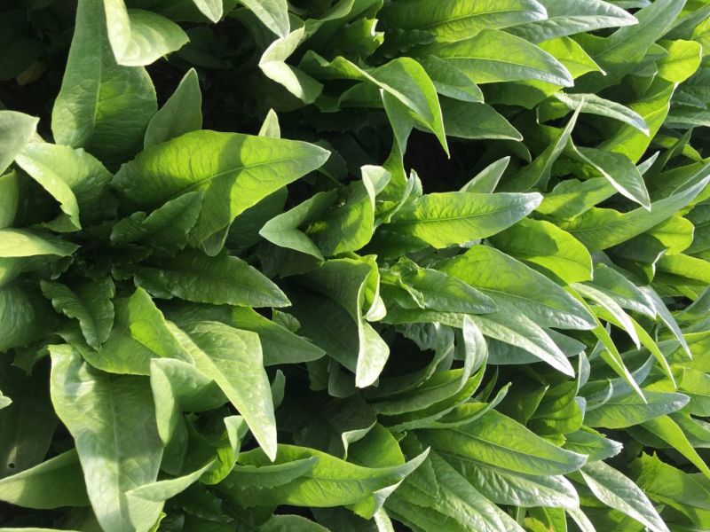油麦菜35~40厘米以上