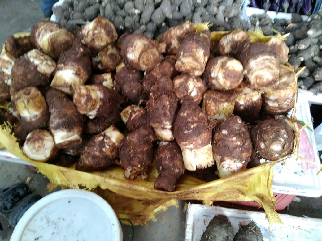 广东广州市番禺区槟榔芋 6厘米以上批发_孔亮