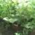 西芹50cm以上