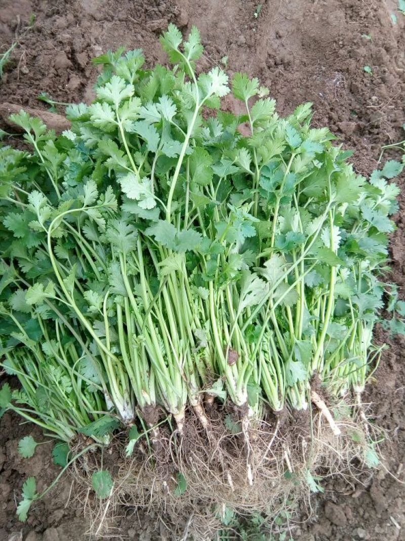 中叶铁杆青香菜，毛菜，净菜，提供包装，诚信报价！