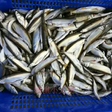 鱼干炸鱼干