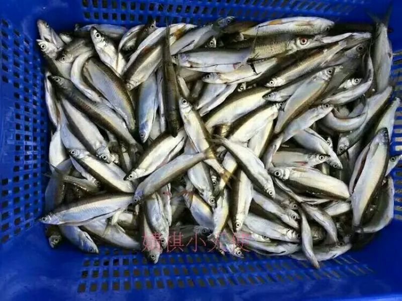 鱼干炸鱼干