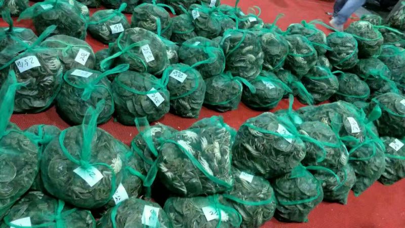 孟加拉蟹兴化大闸蟹